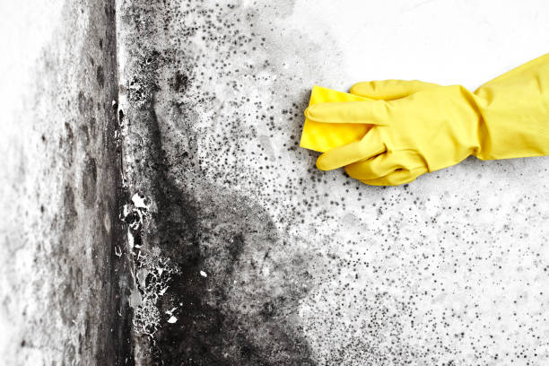 Best Emergency Mold Remediation  in Brown Station, MD